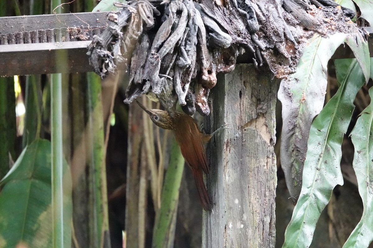 Cocoa Woodcreeper - ML644076219