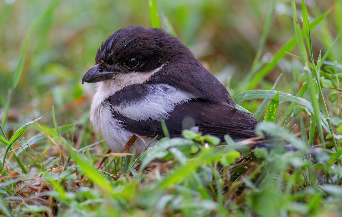 Northern Fiscal - ML644076221