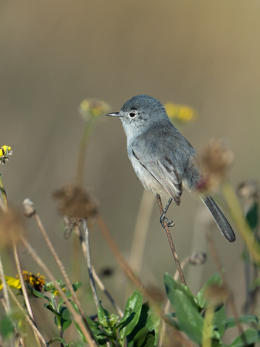 California Gnatcatcher - ML644076224
