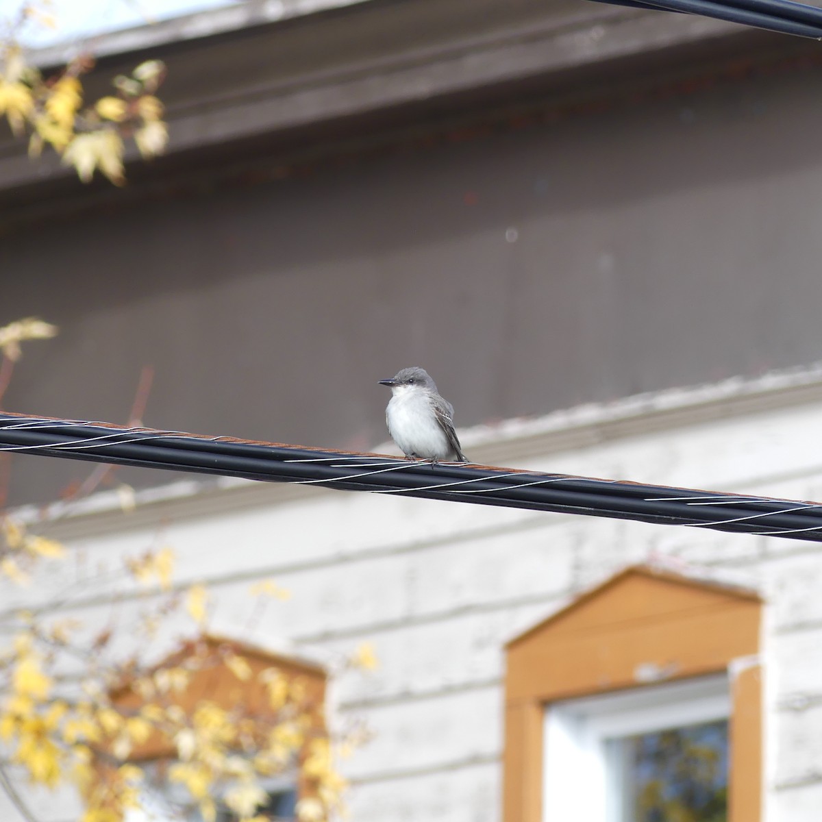 Gray Kingbird - ML644076253