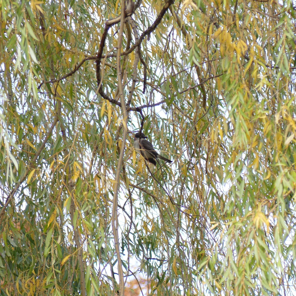 Gray Kingbird - ML644076254