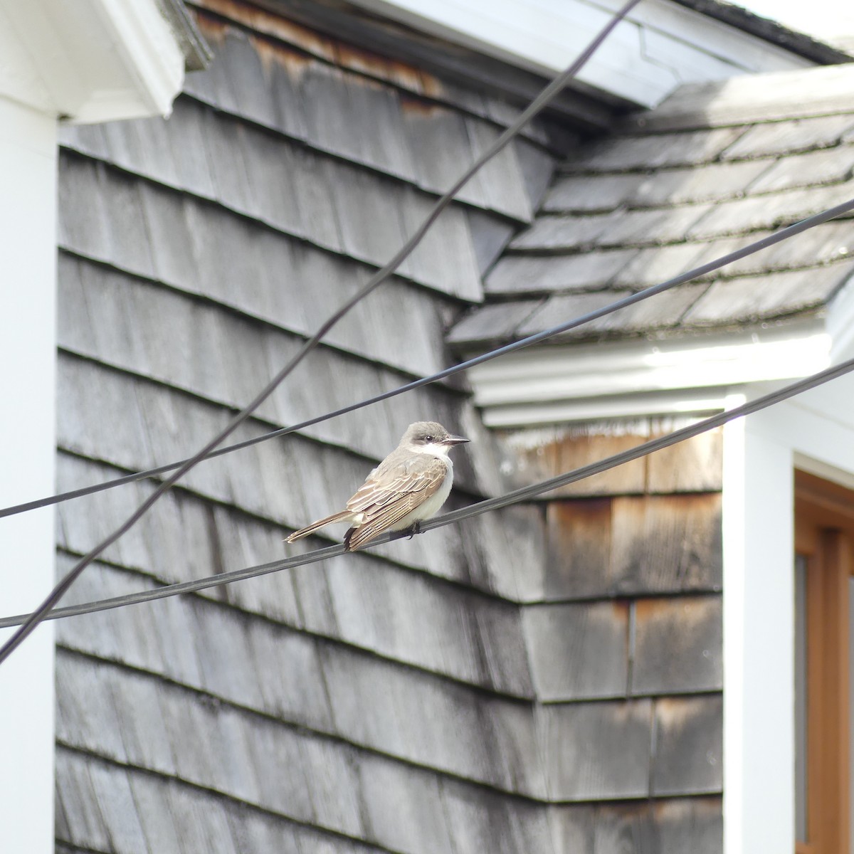 Gray Kingbird - ML644076255