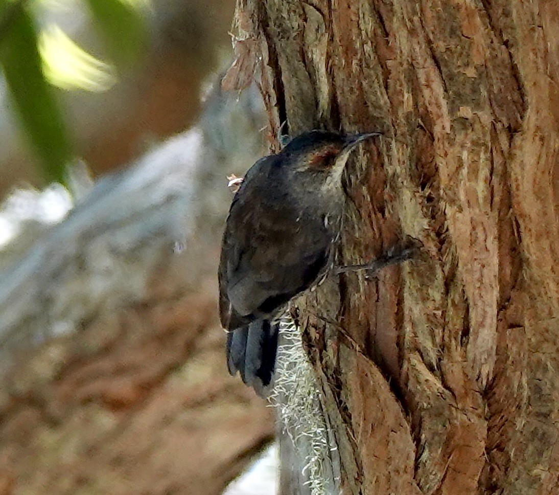 Red-browed Treecreeper - ML644076265