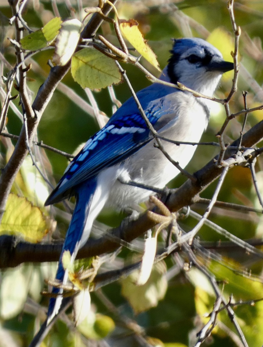 Blue Jay - ML644076279