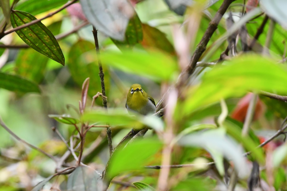 Warbling White-eye - ML644076280