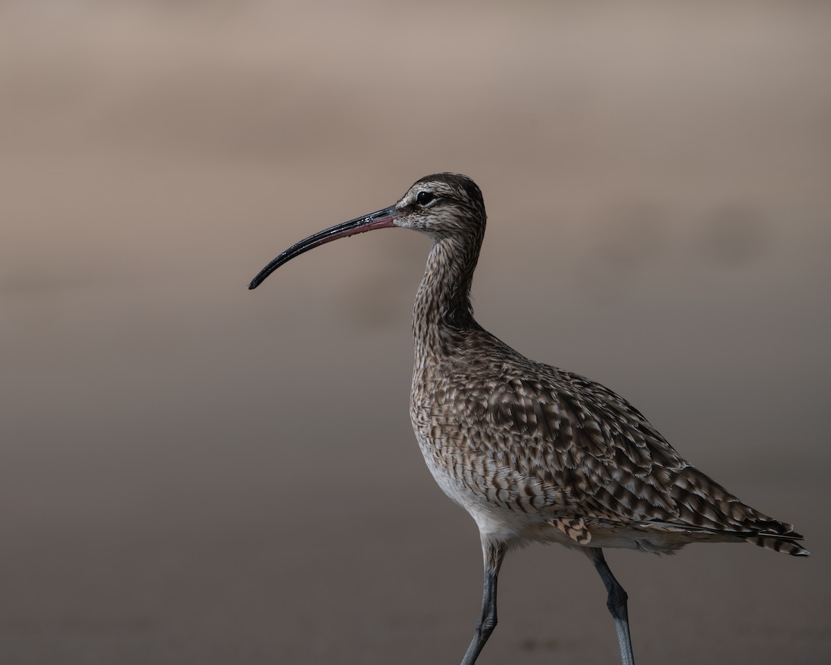 Whimbrel - ML644076284