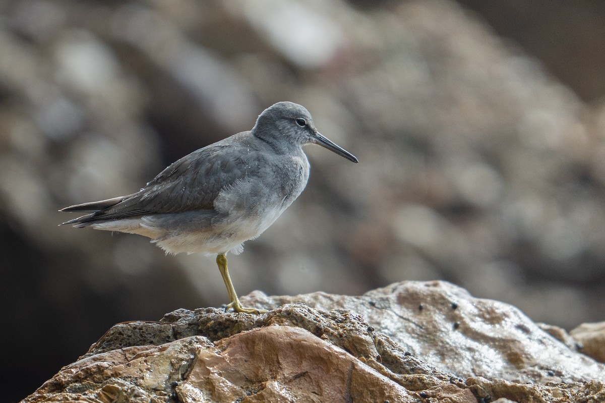 Wandering Tattler - ML644076288