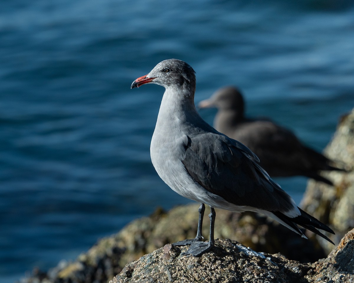 Heermann's Gull - ML644076290