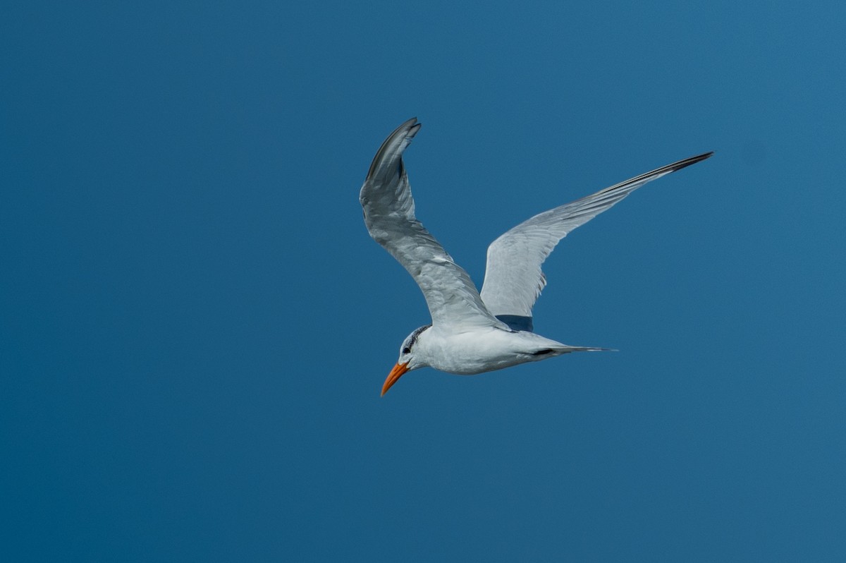 Royal Tern - ML644076294