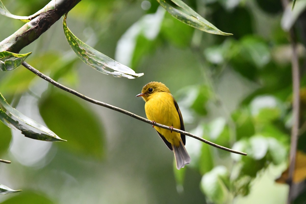 Citrine Canary-Flycatcher - ML644076296