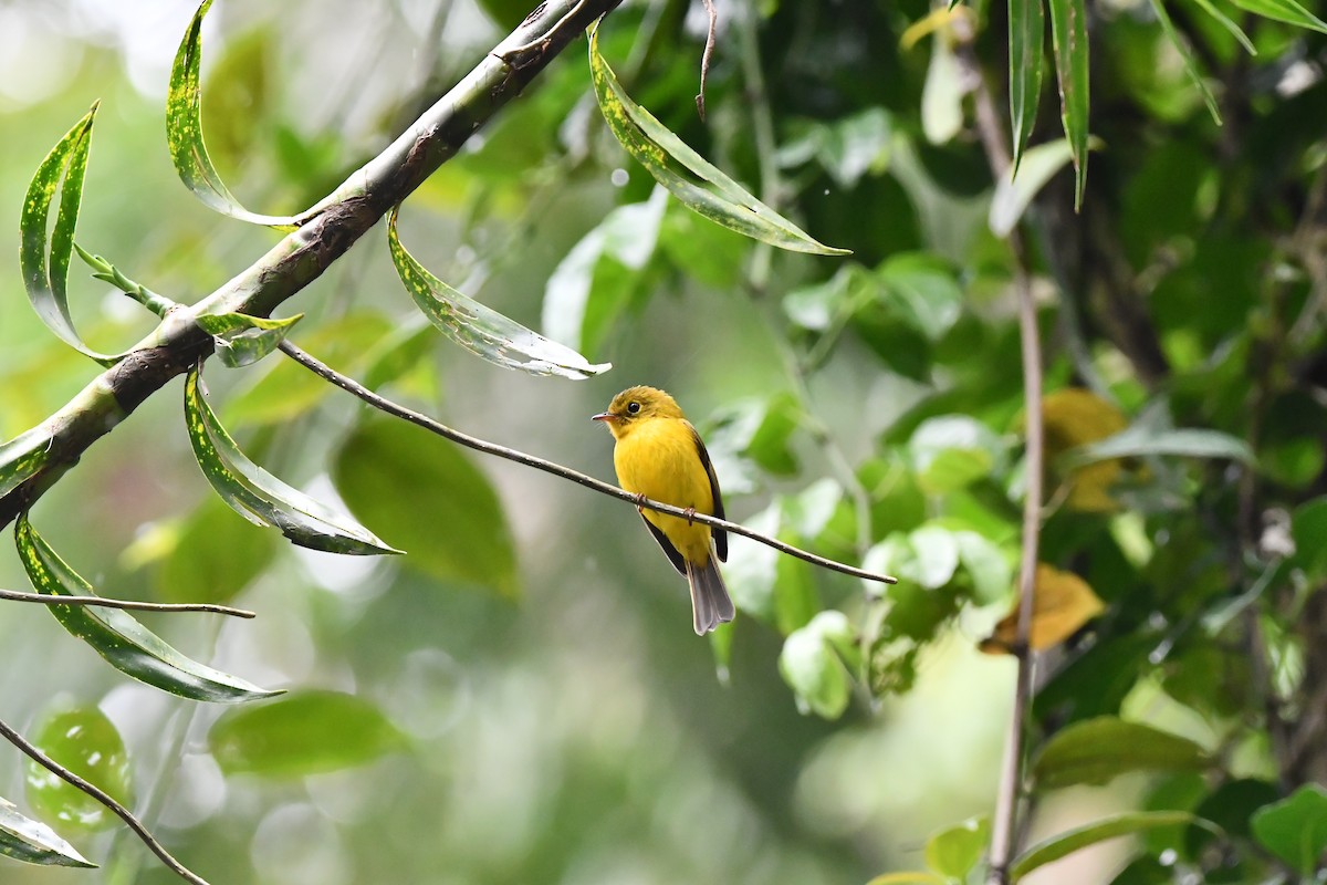 Citrine Canary-Flycatcher - ML644076299