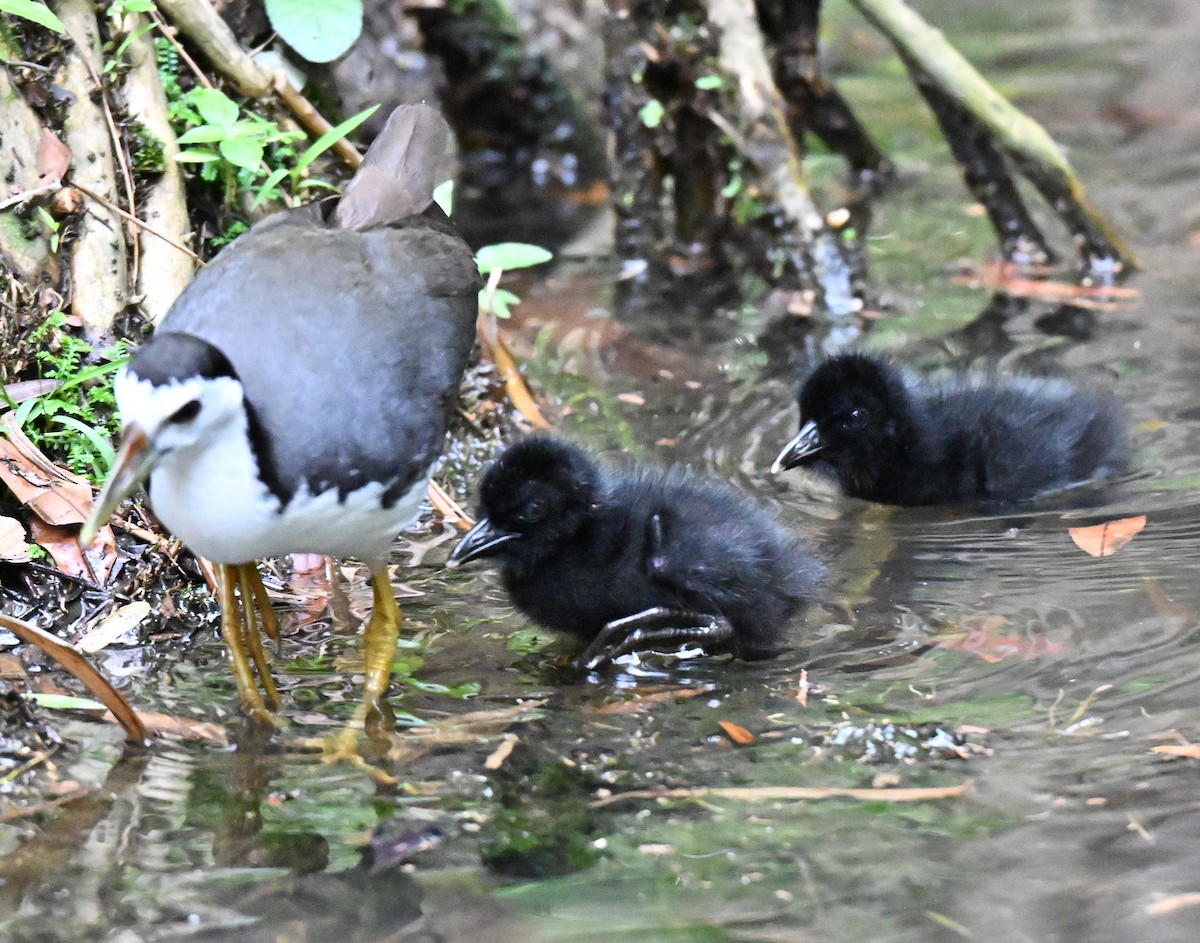 White-breasted Waterhen - ML644076302