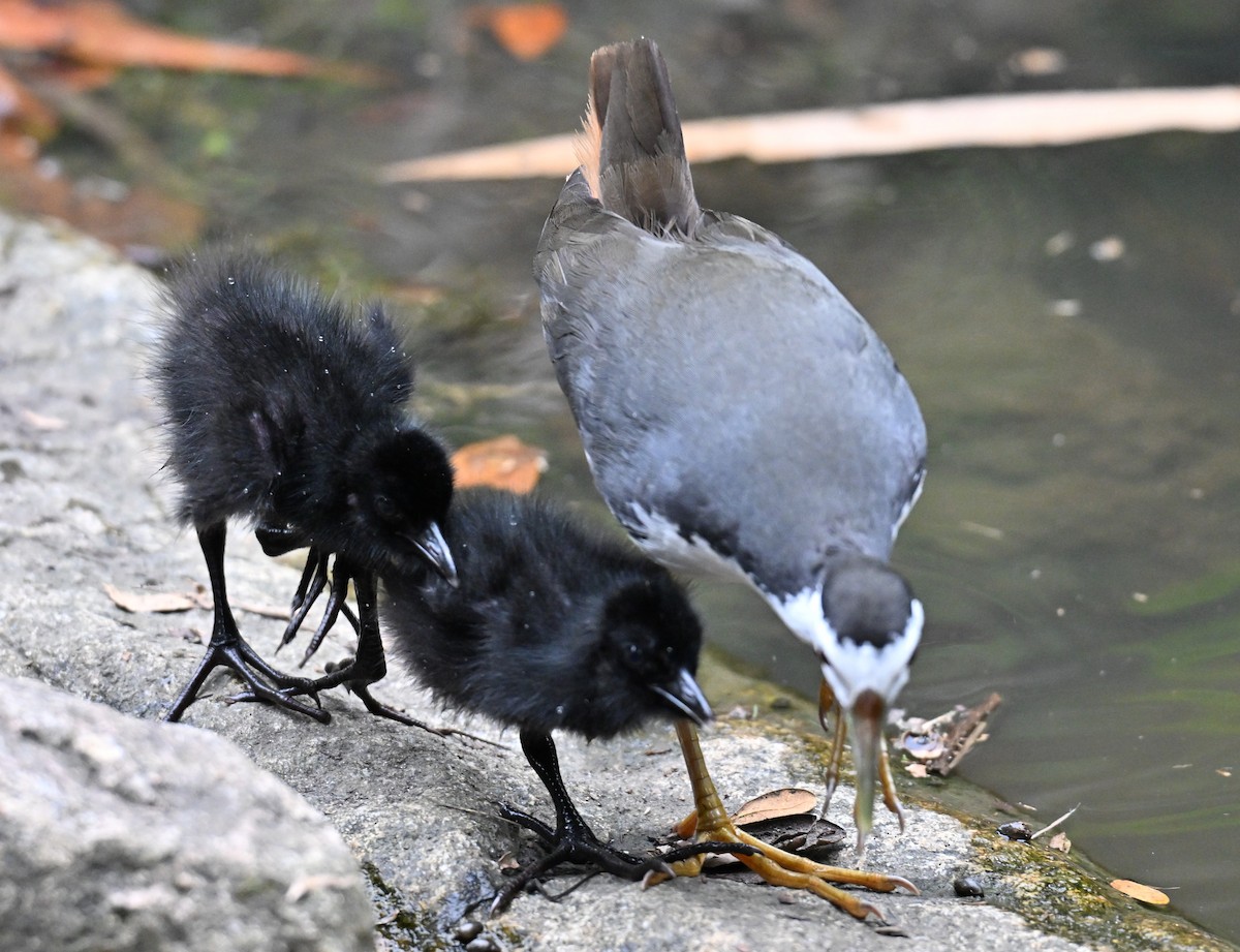 White-breasted Waterhen - ML644076303