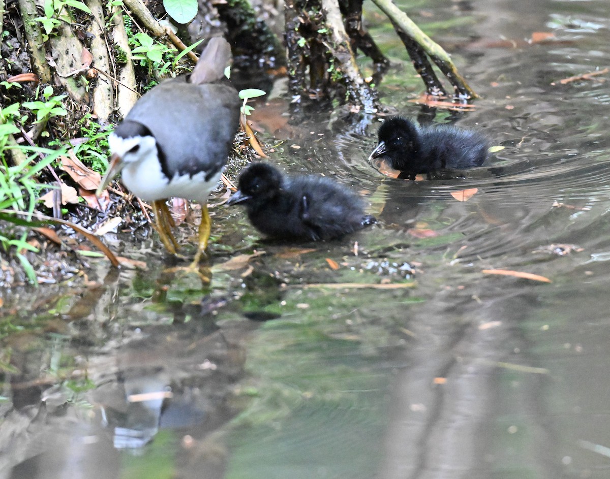 White-breasted Waterhen - ML644076304