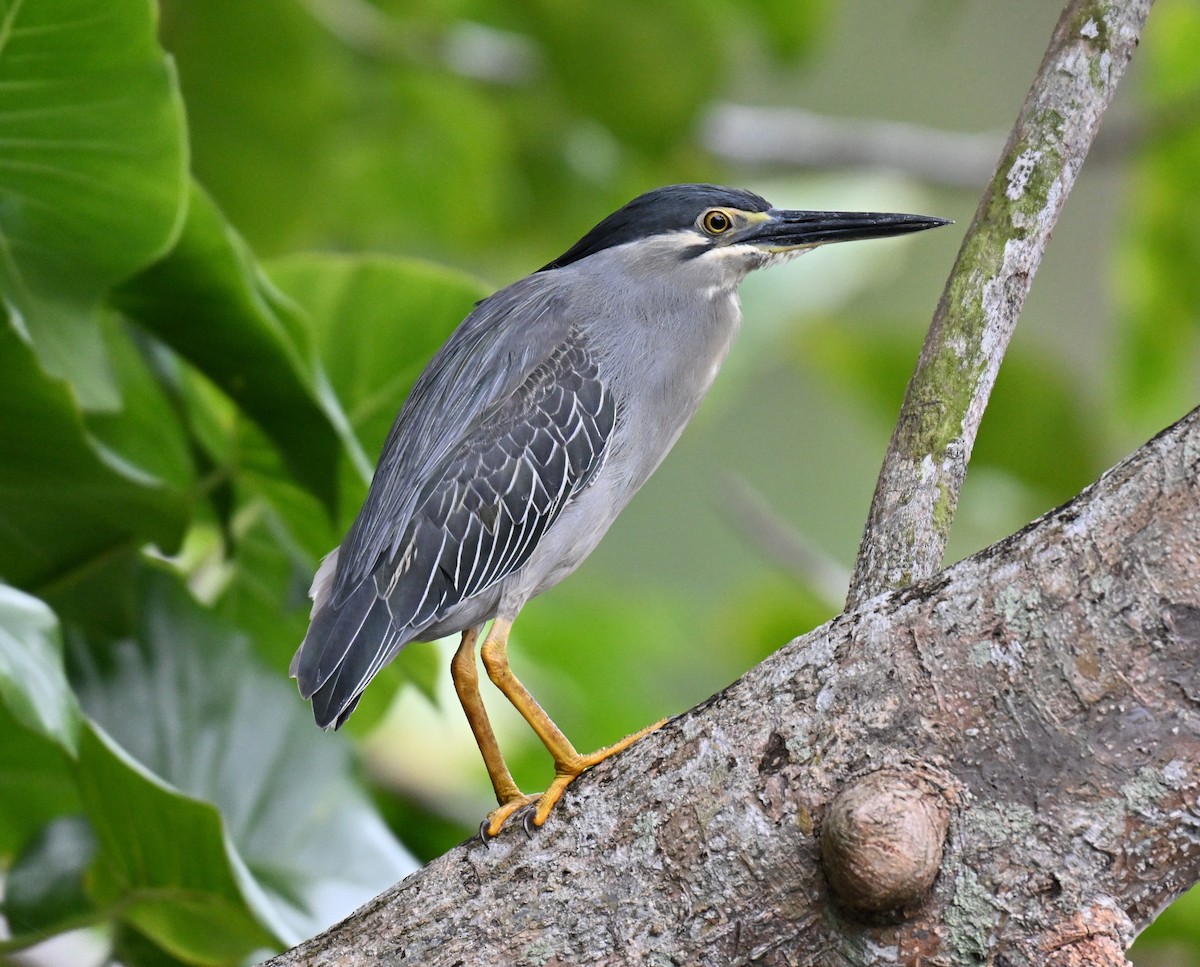 Striated Heron - ML644076313