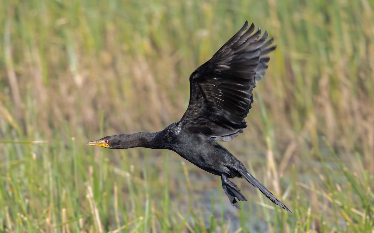 kormorán dlouhoocasý - ML644076314