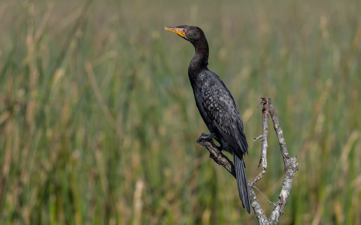 kormorán dlouhoocasý - ML644076315