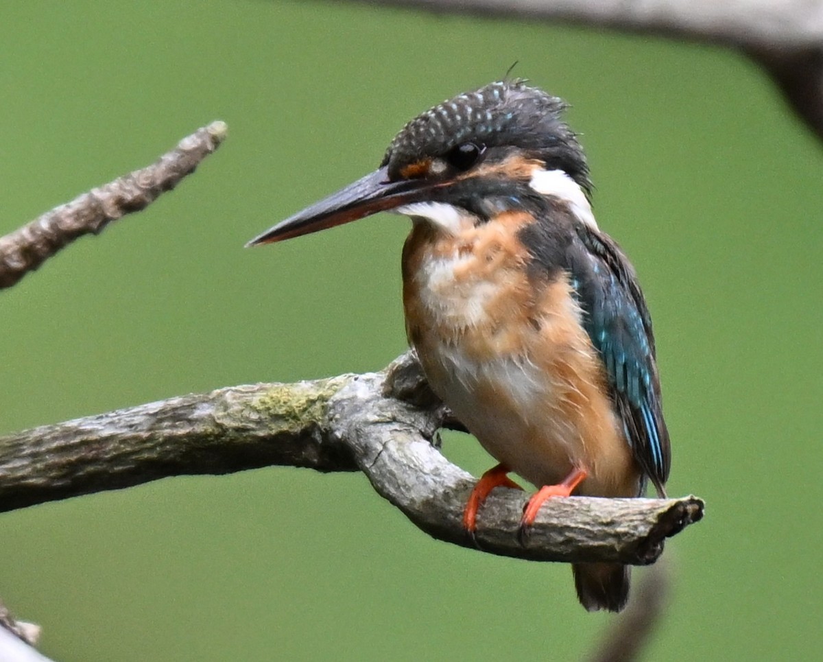 Common Kingfisher - ML644076318