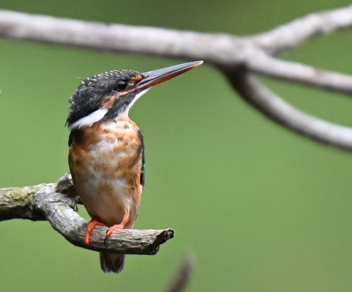 Common Kingfisher - ML644076319