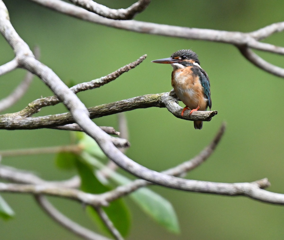 Common Kingfisher - ML644076320