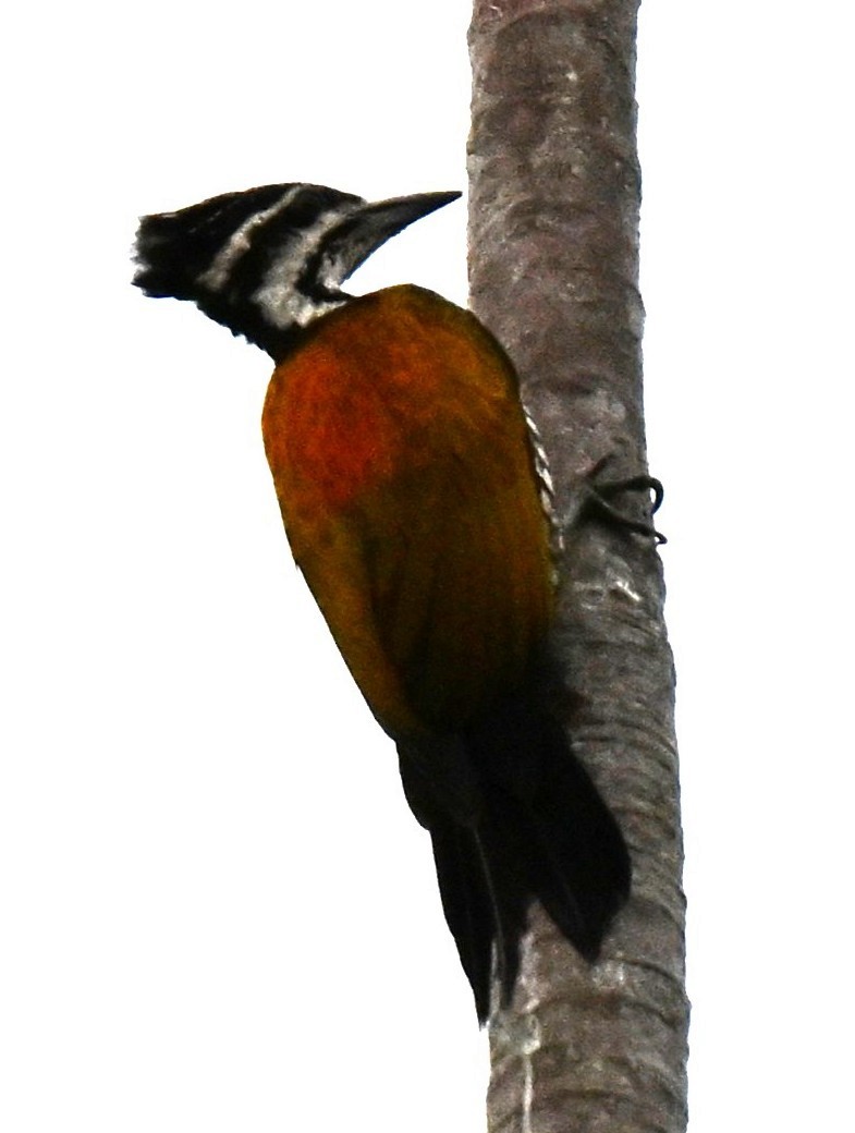 Common Flameback - ML644076324