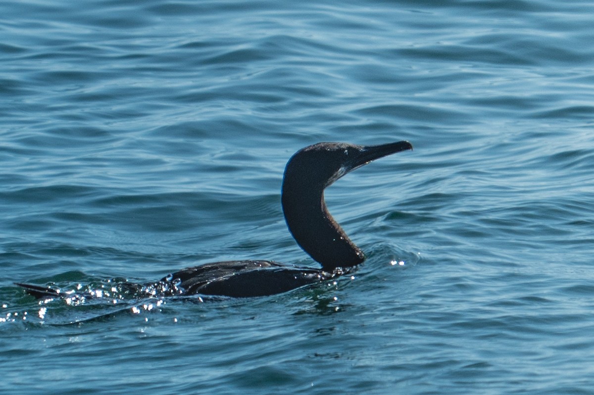 Brandt's Cormorant - ML644076325