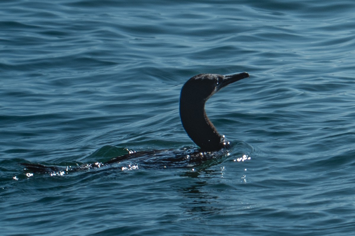 Brandt's Cormorant - ML644076326