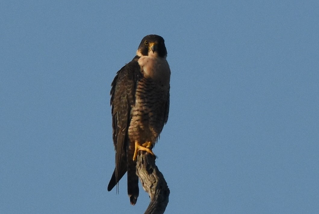 Peregrine Falcon - ML644076331
