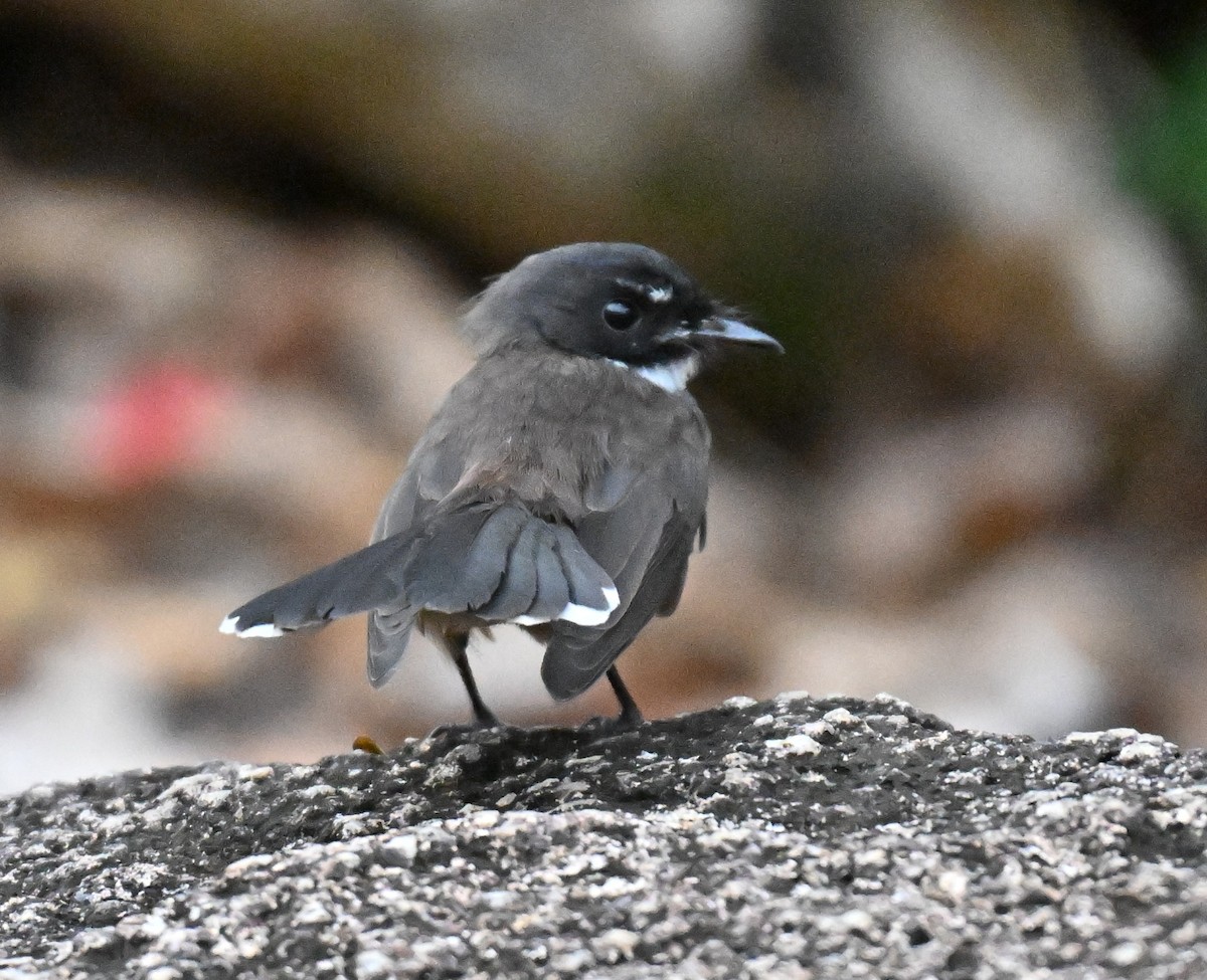 Malaysian Pied-Fantail - ML644076333