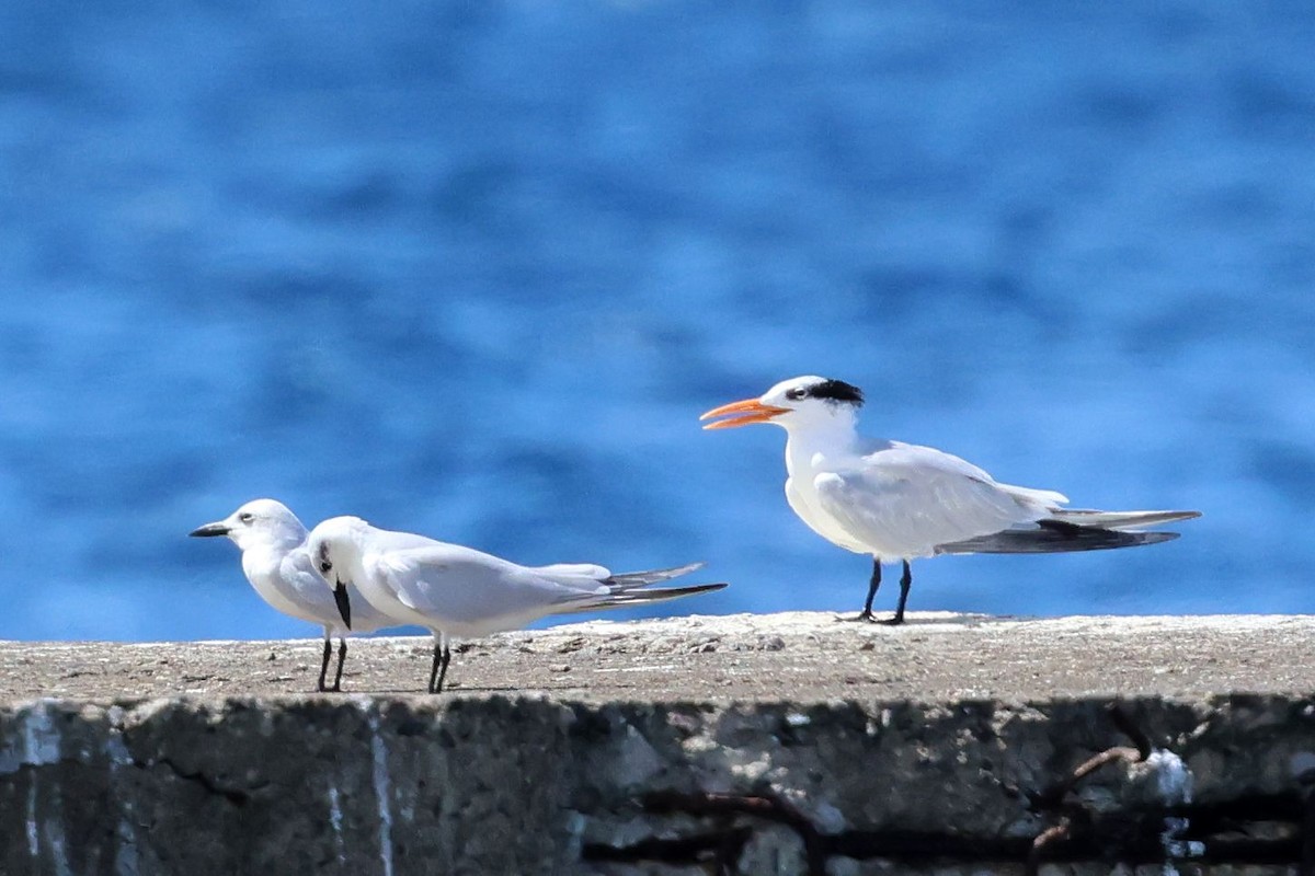 Gull-billed Tern - ML644076334