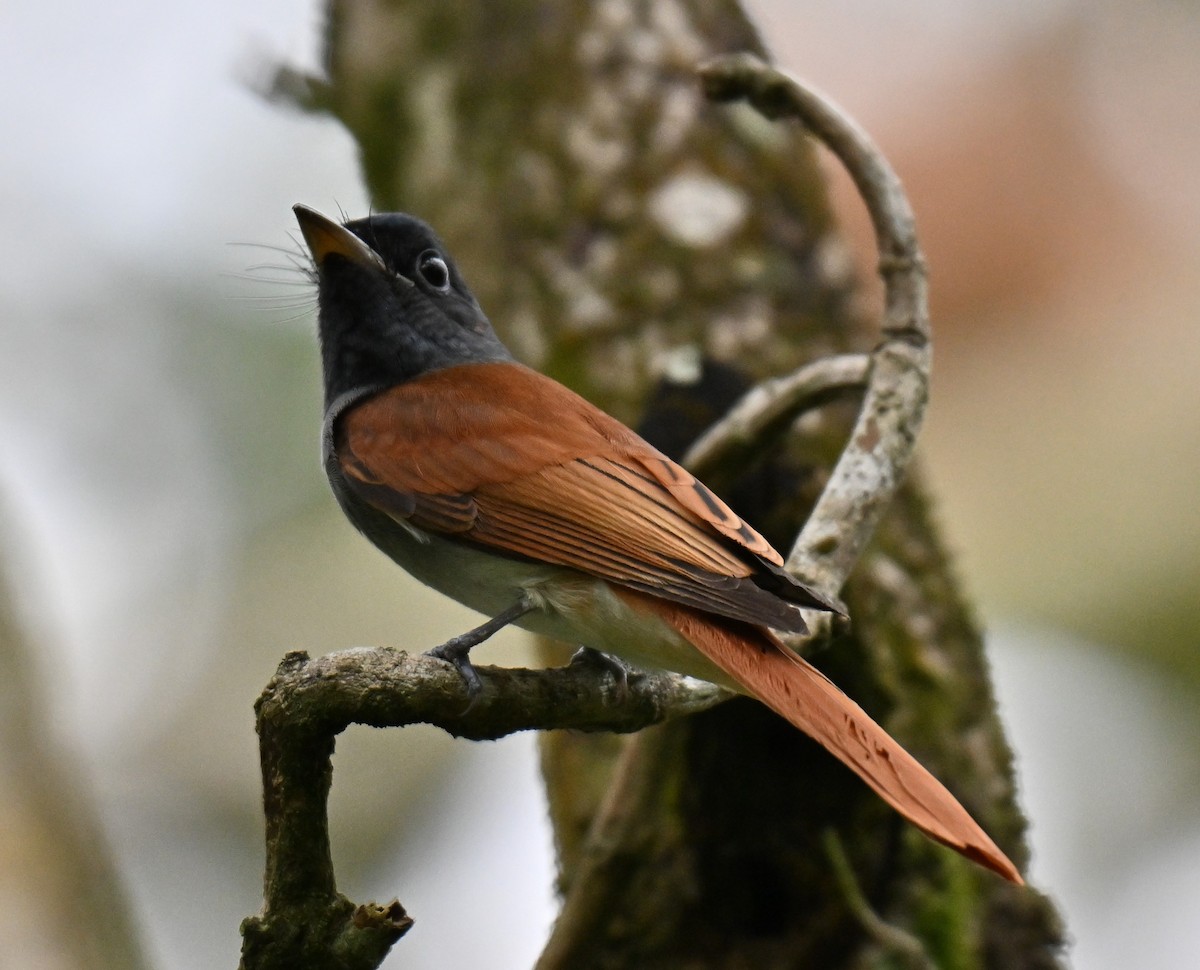 Amur Paradise-Flycatcher - ML644076344