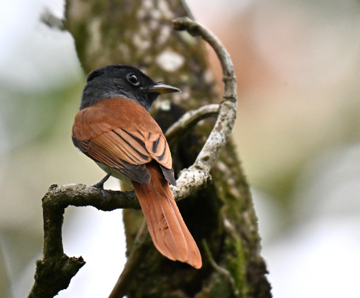 Amur Paradise-Flycatcher - ML644076345