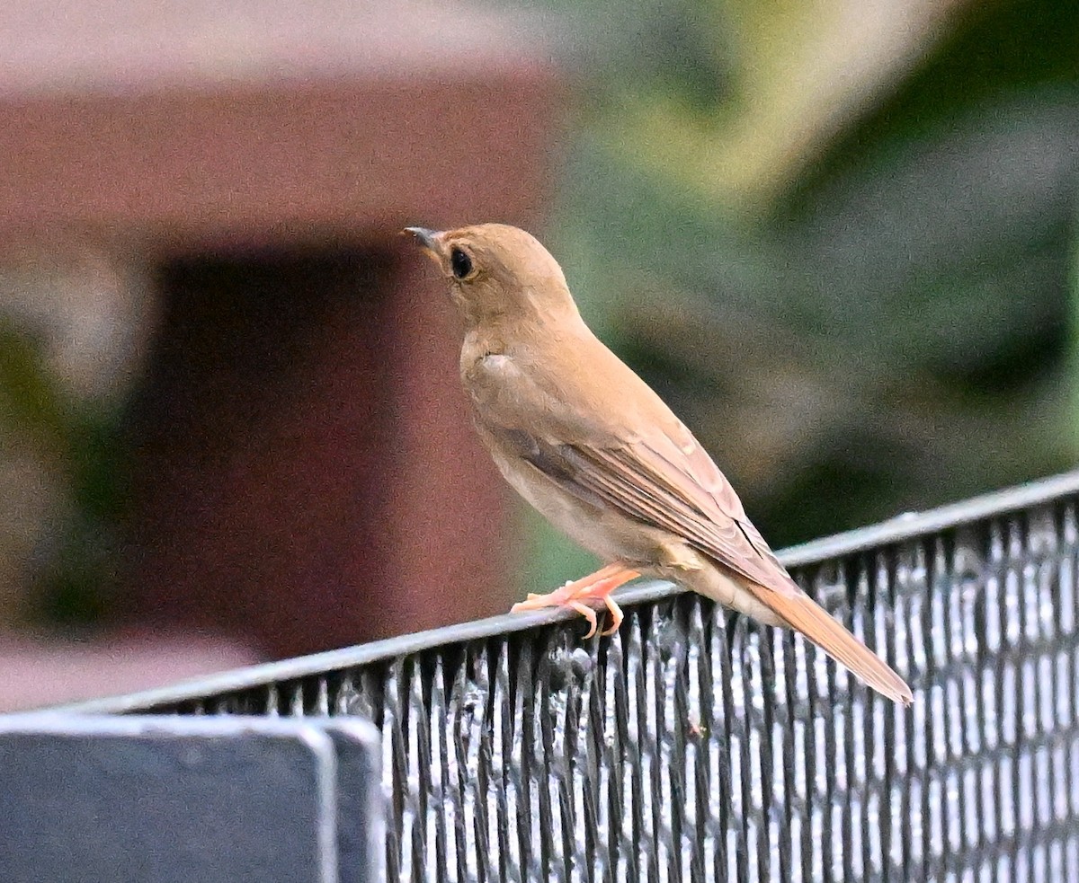 Brown-chested Jungle Flycatcher - ML644076352
