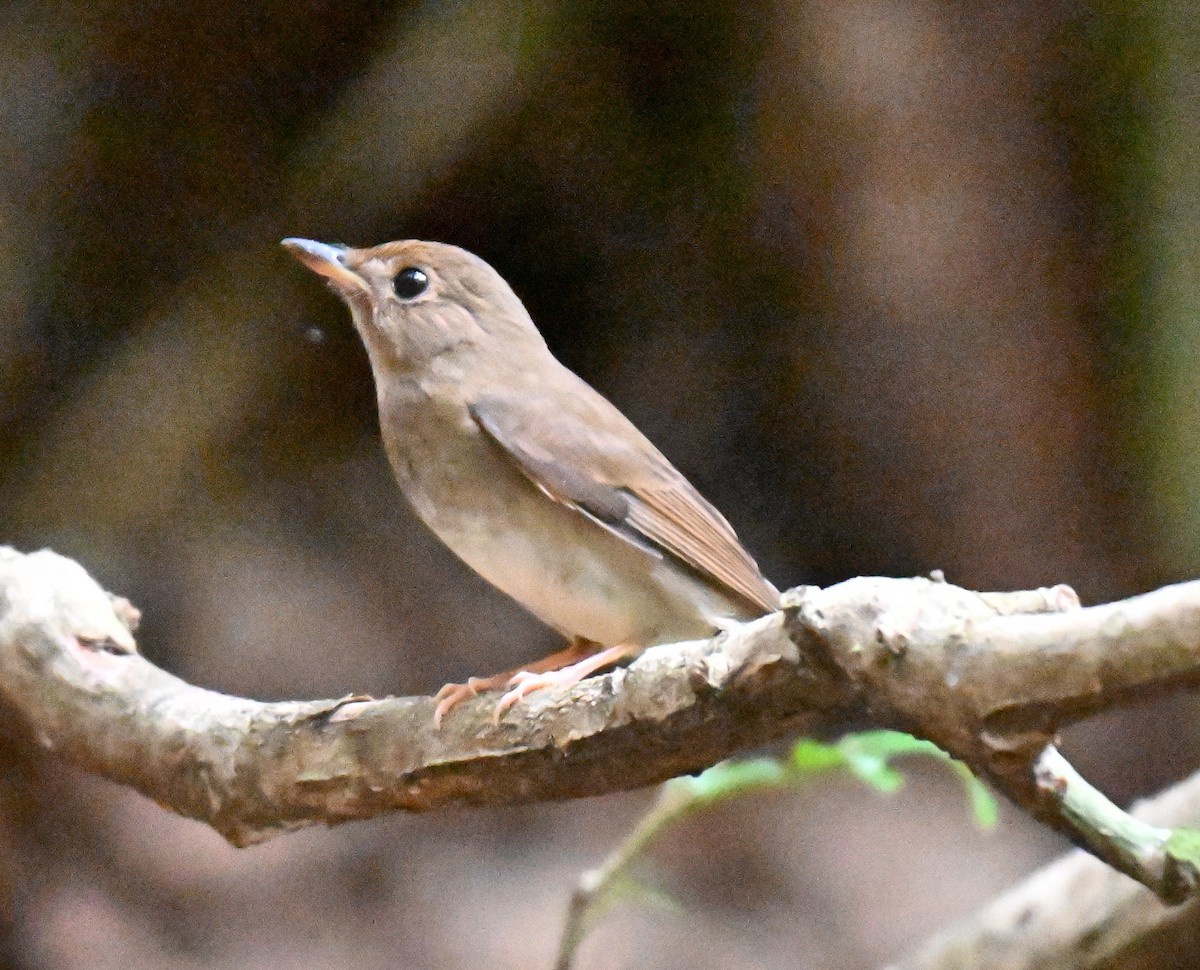 Brown-chested Jungle Flycatcher - ML644076354