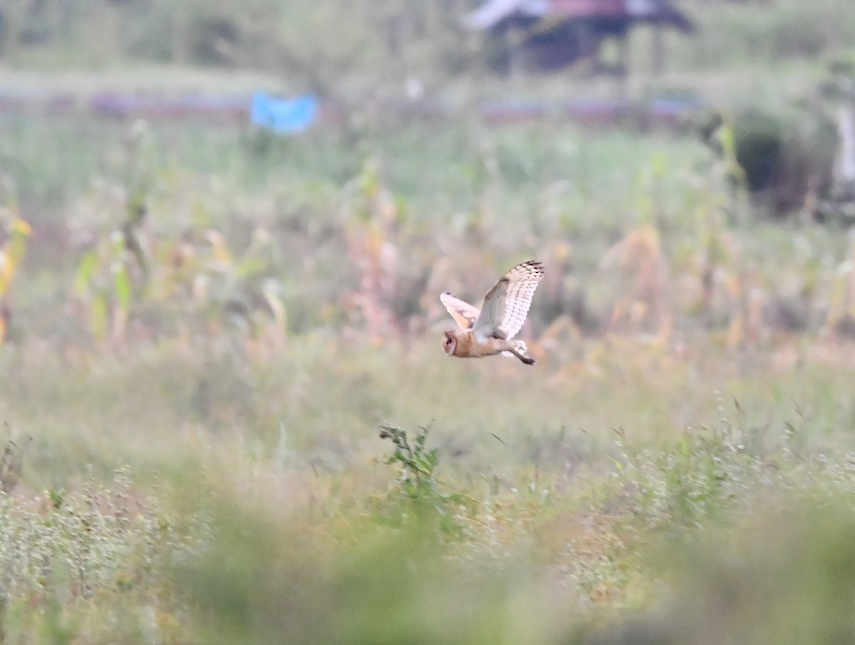 Lechuza Patilarga - ML644076404