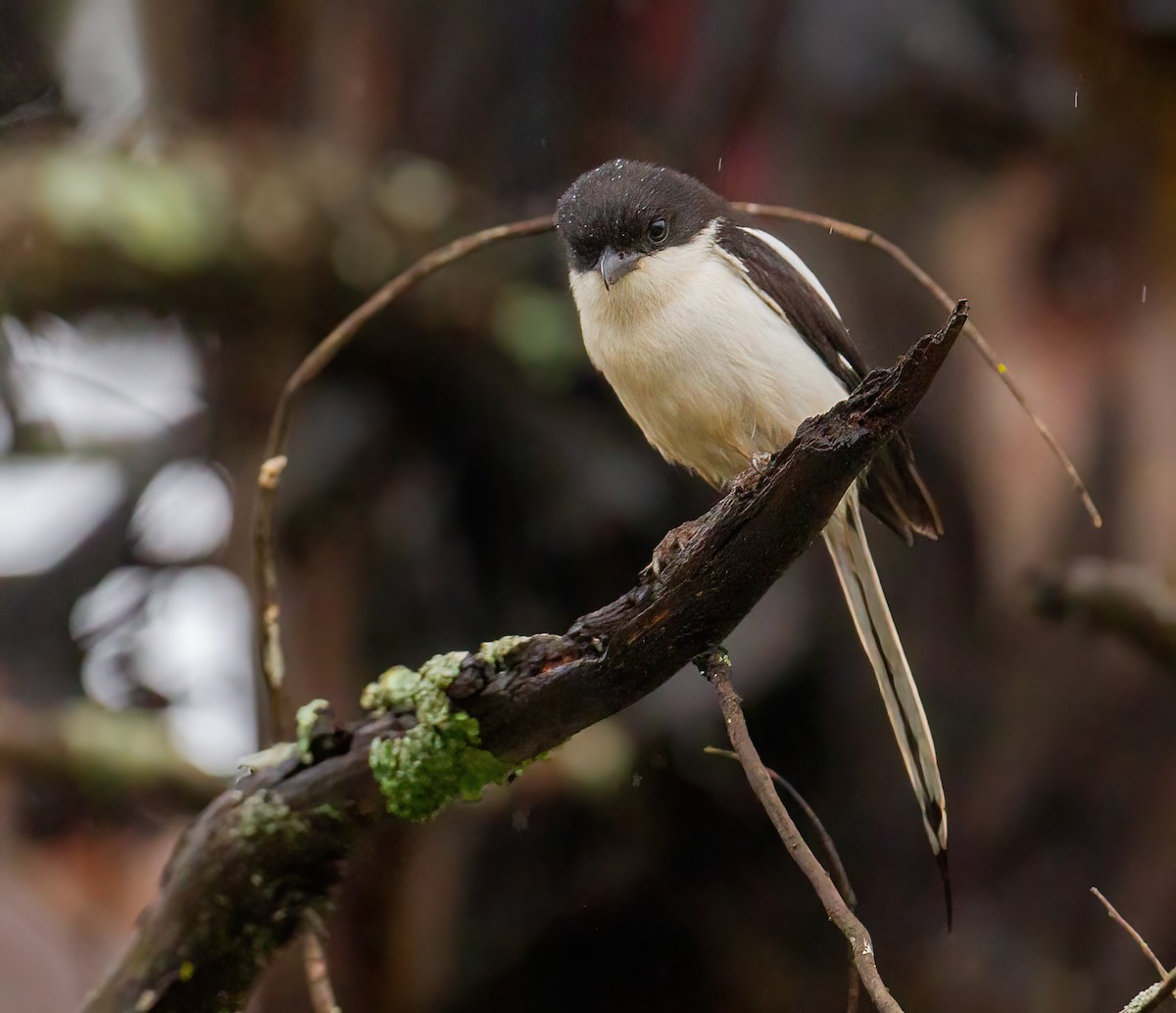 Northern Fiscal - ML644076405