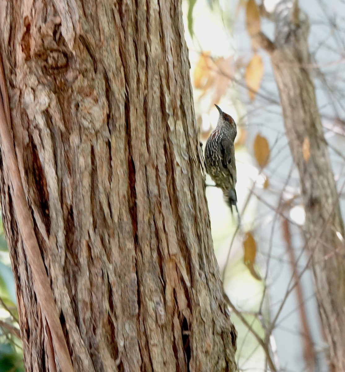 Red-browed Treecreeper - ML644076408