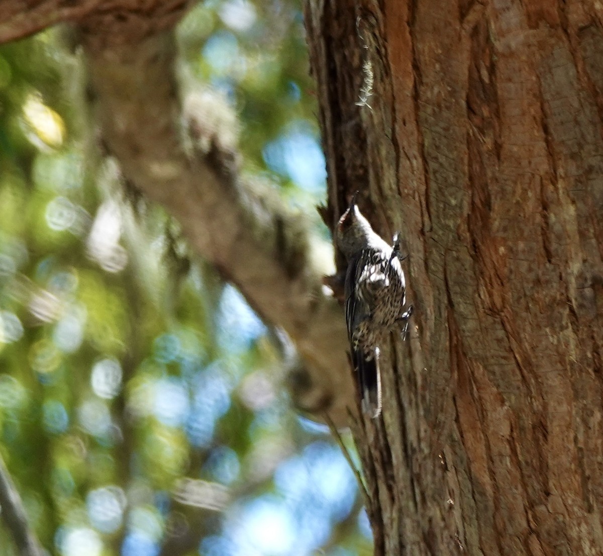 Red-browed Treecreeper - ML644076409