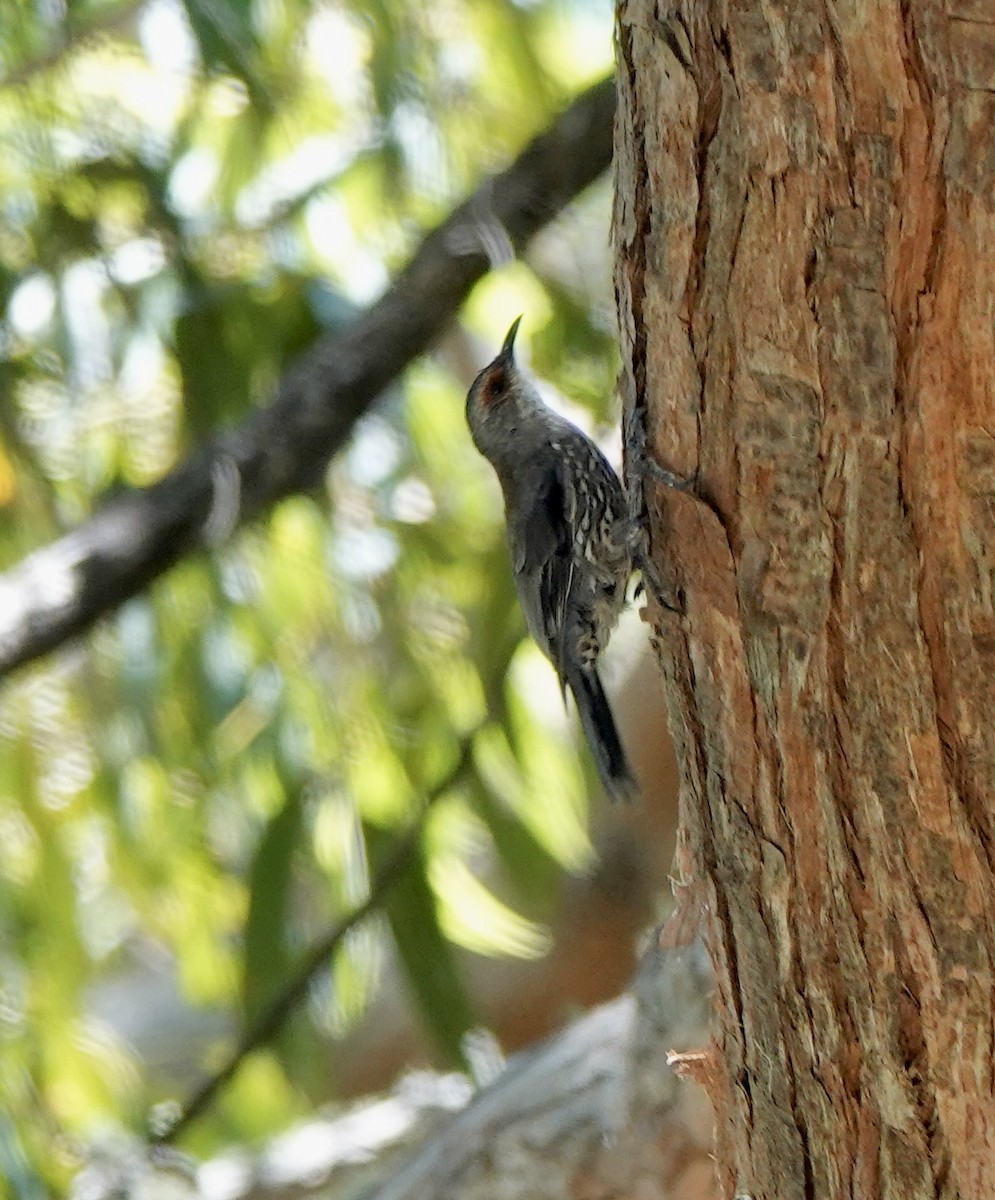 Red-browed Treecreeper - ML644076410