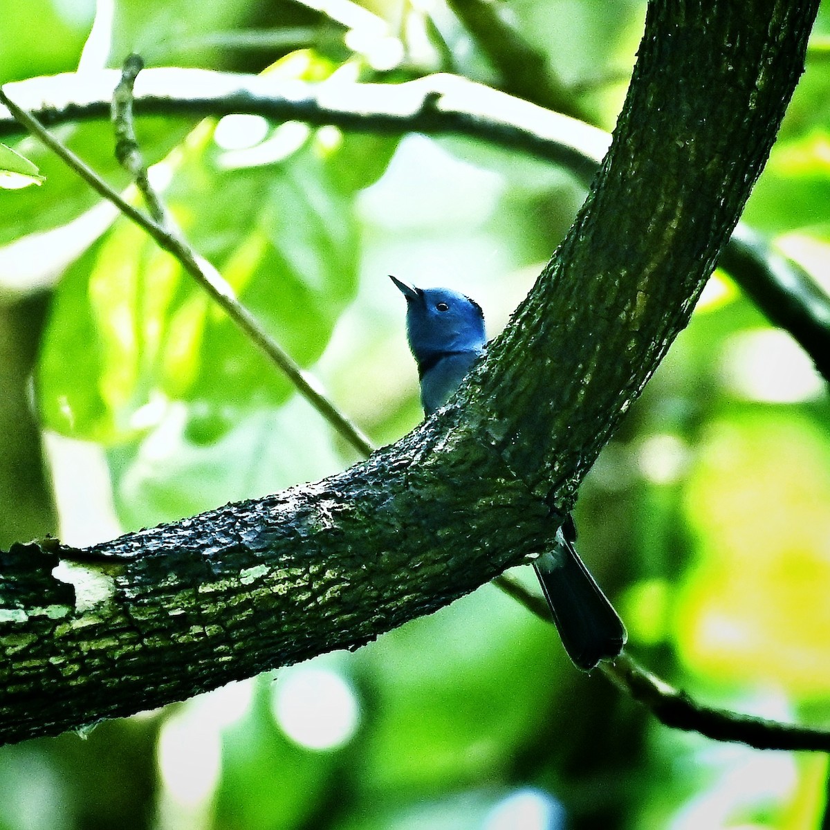 Tchitrec azuré - ML644076411