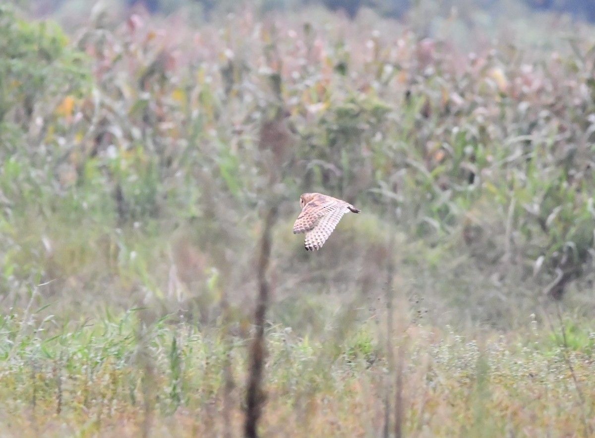 Lechuza Patilarga - ML644076420