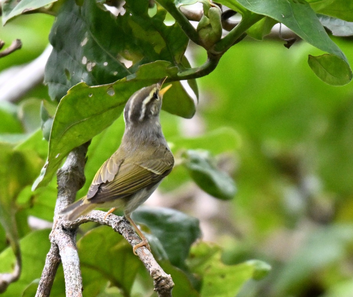 Eastern Crowned Warbler - ML644076421