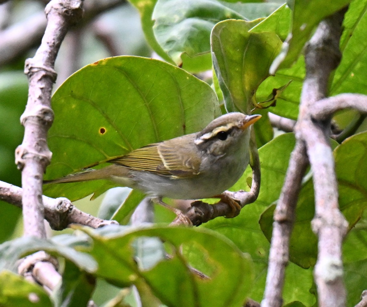 Eastern Crowned Warbler - ML644076422