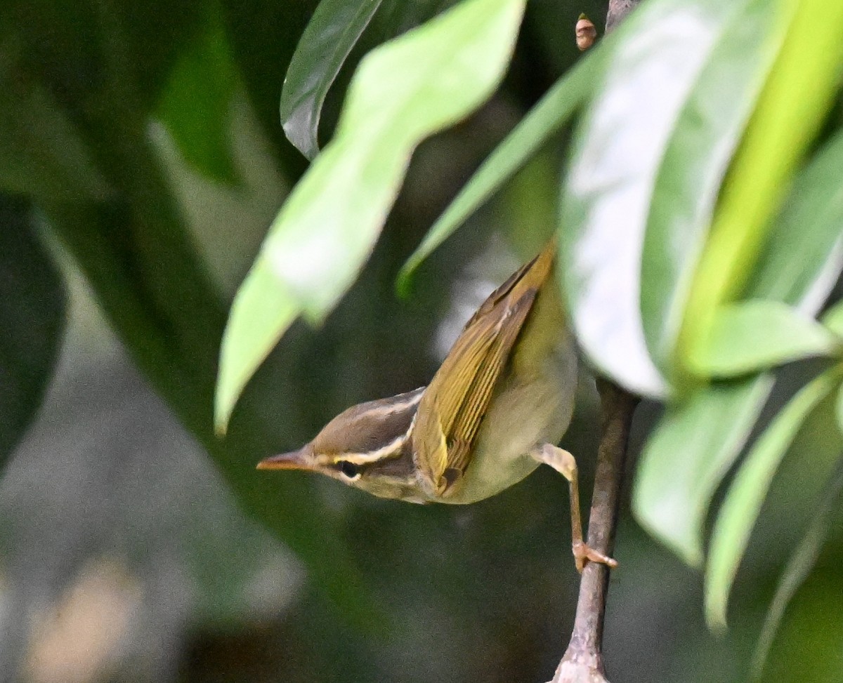 Eastern Crowned Warbler - ML644076423