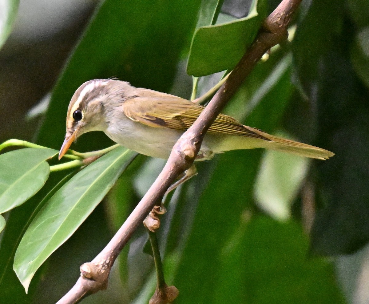Eastern Crowned Warbler - ML644076424