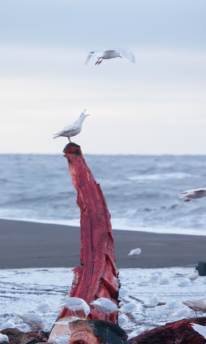 Ipar-kaioa - ML644076431