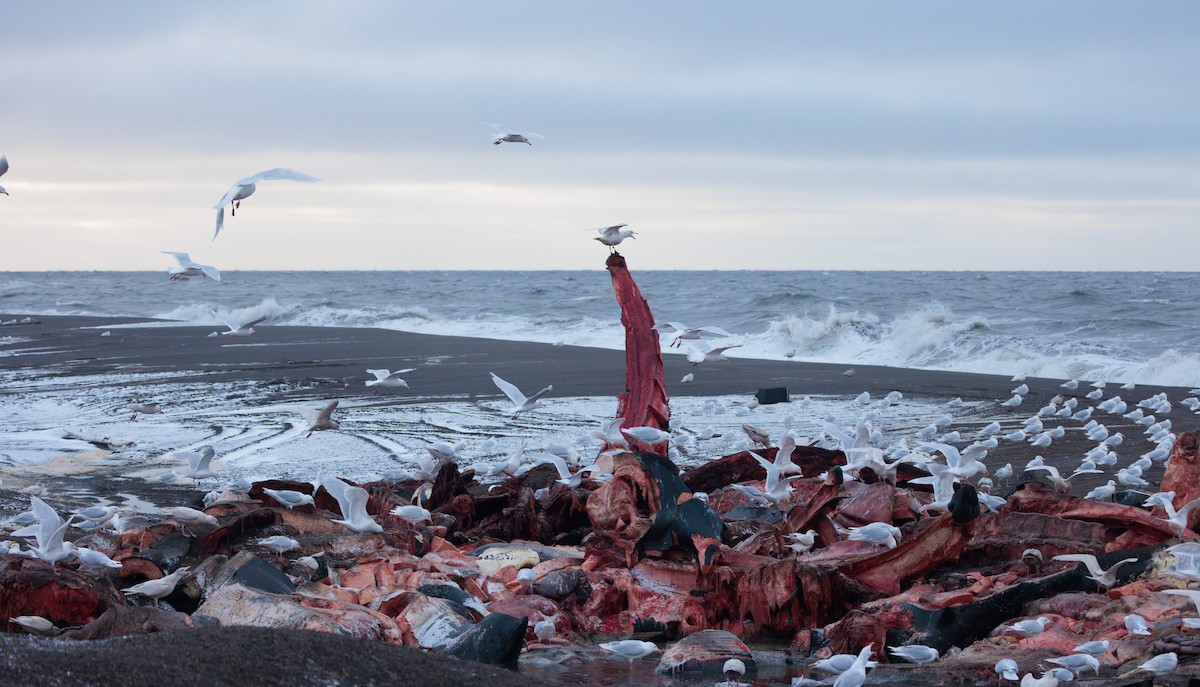 Ipar-kaioa - ML644076433