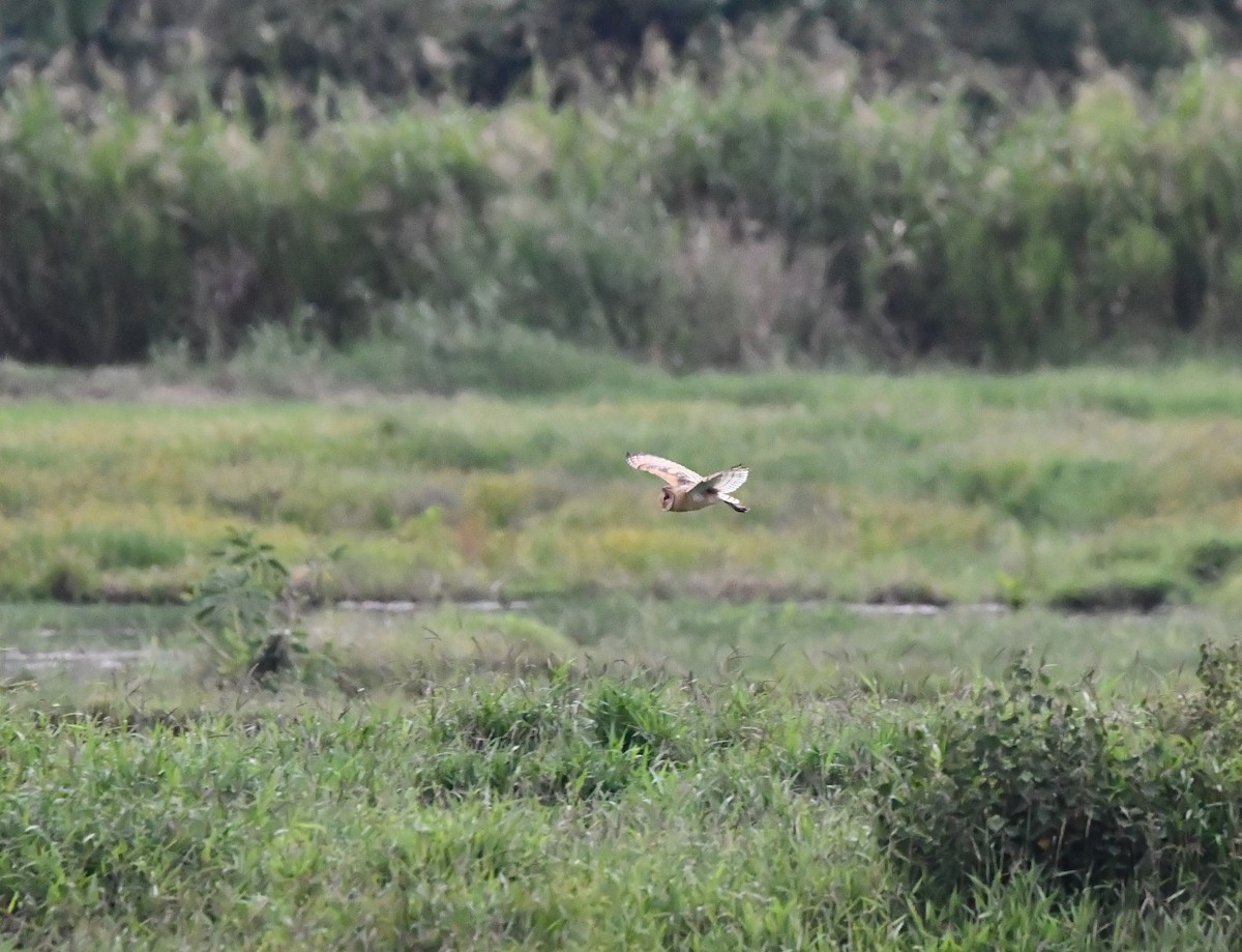 Lechuza Patilarga - ML644076441