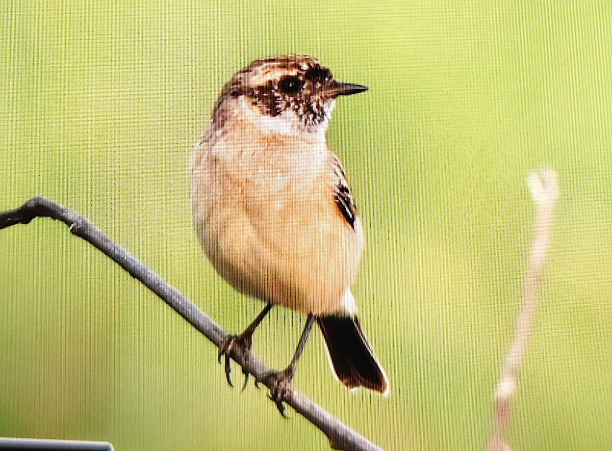 Siberian Stonechat - ML644076452