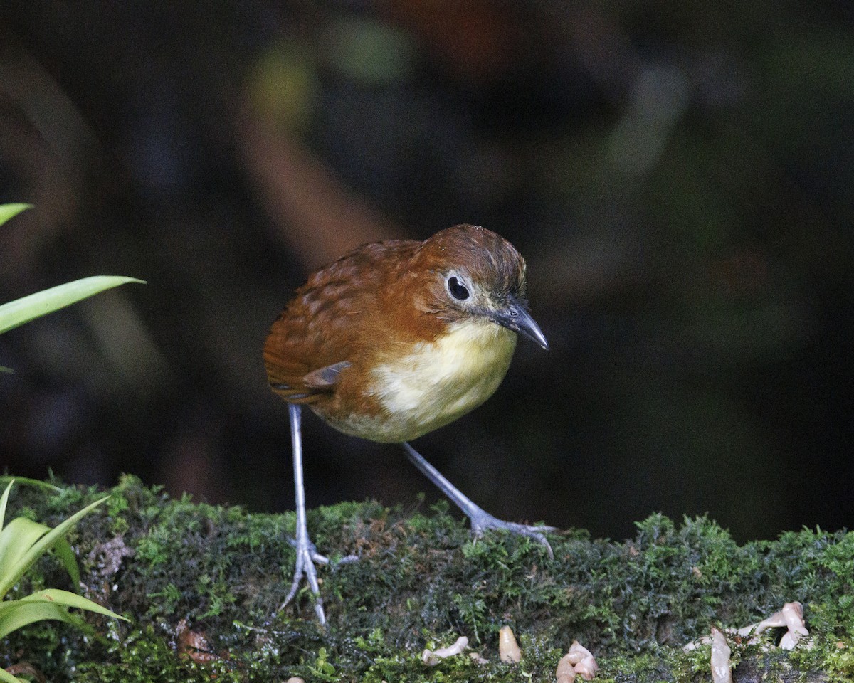 キムネクリセジアリドリ - ML644076456